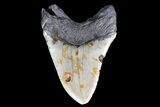 Bargain, Megalodon Tooth - North Carolina #83971-2